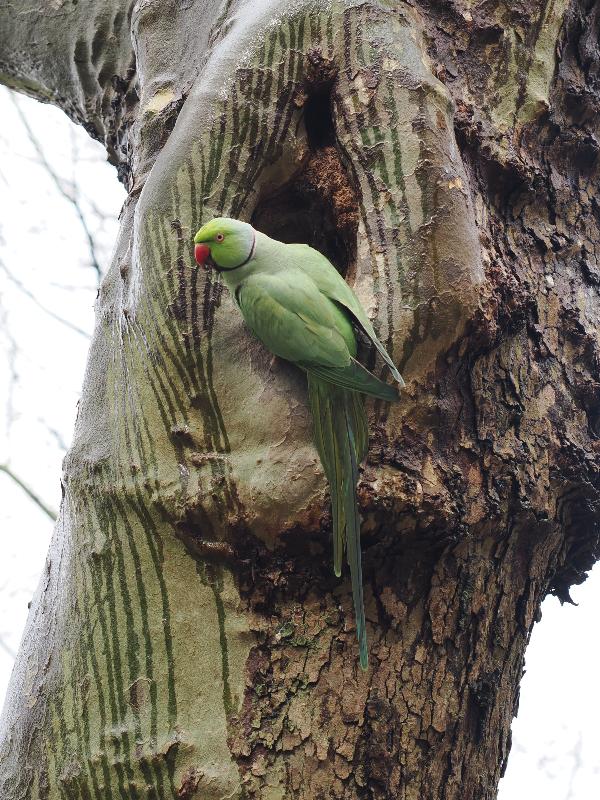 Amsterdam, Netherlands: Vondelpark: Rose-ringed parakeet