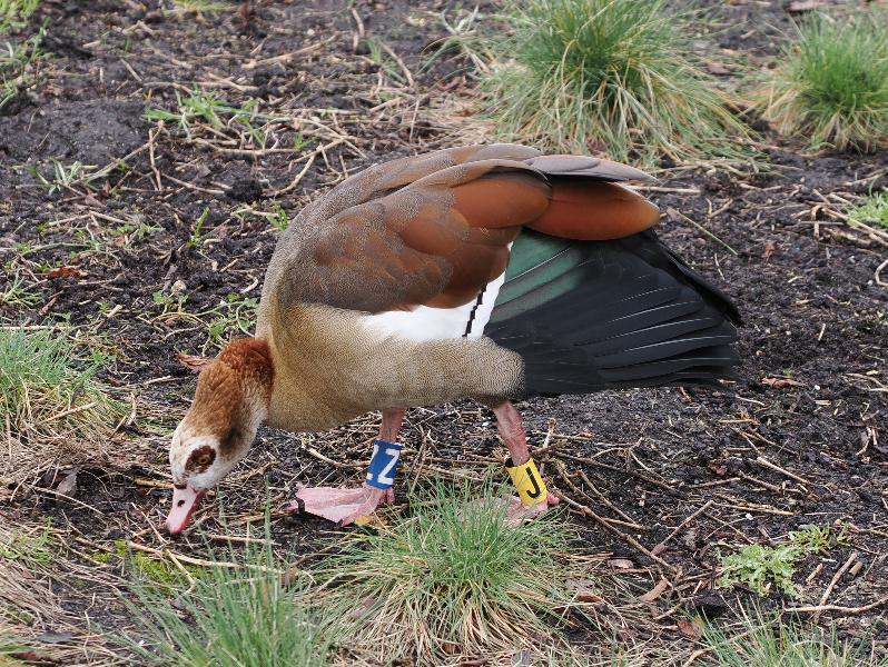 Amsterdam, Netherlands: Vondelpark: duck looking for food