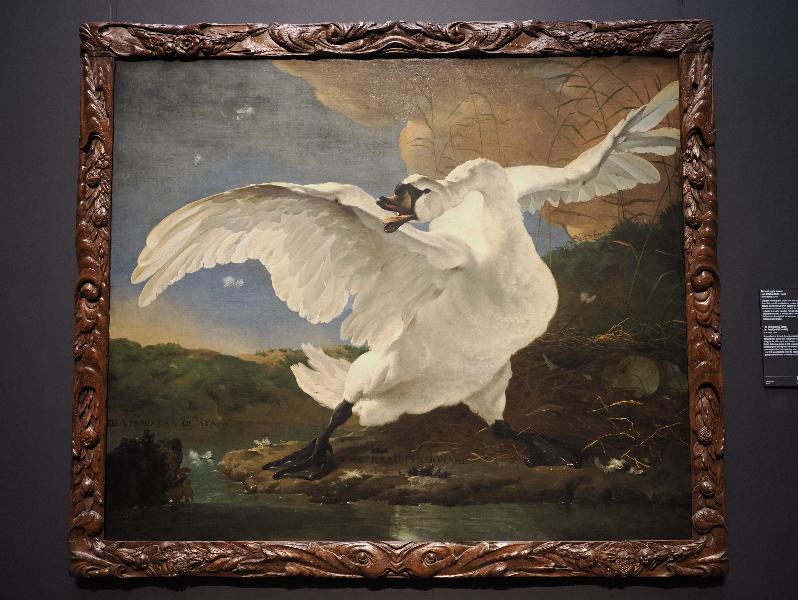 Amsterdam, Netherlands: Rijksmuseum: The Threatened Swan (ca. 1650, Jan Asselijn)