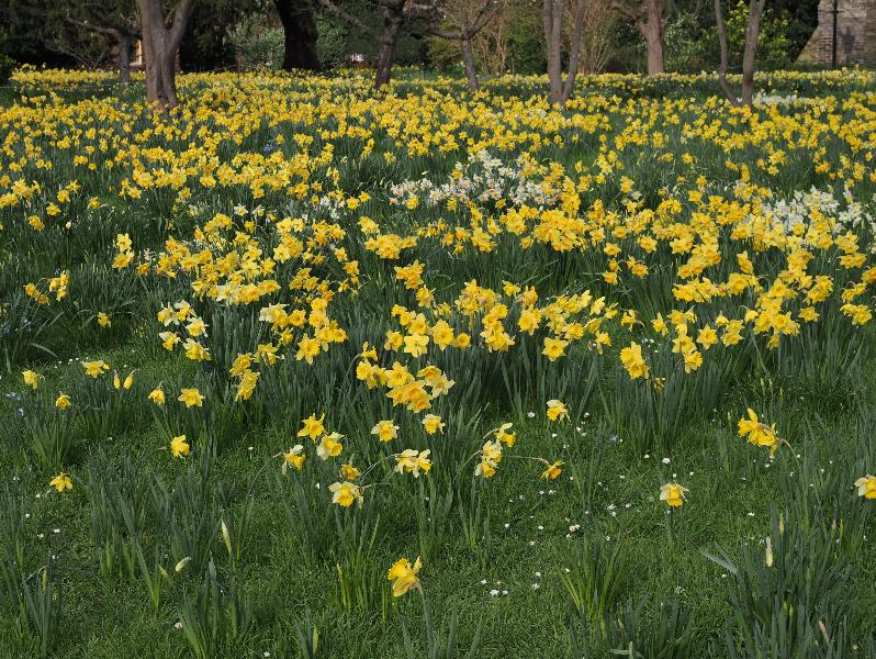 Cambridge, England: Peterhouse: daffodils