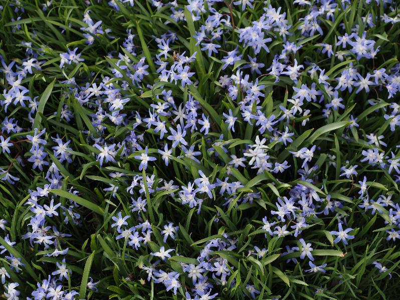 Cambridge, England: Peterhouse: Chionodoxa (Glory of the Snow)