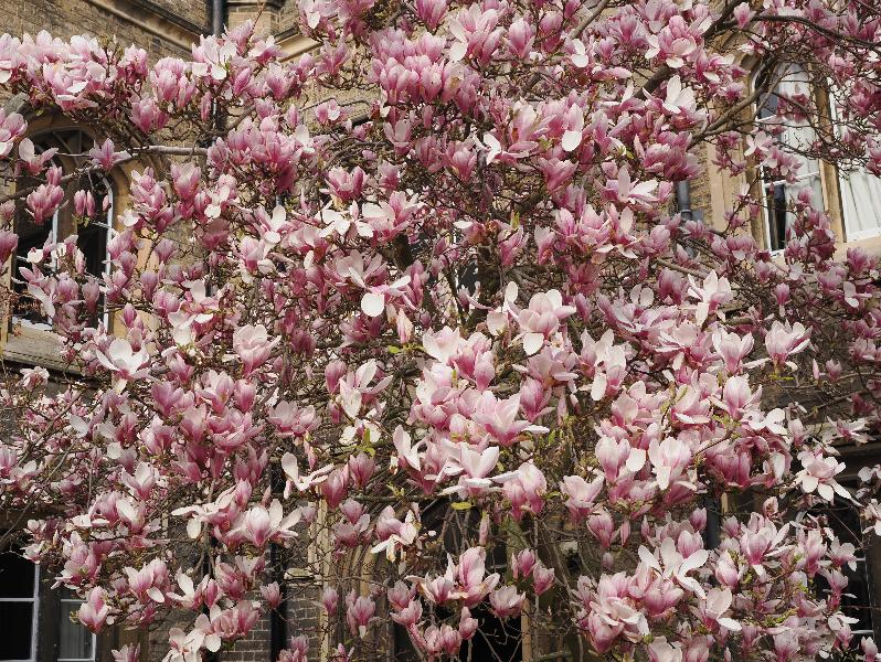 Cambridge, England: Peterhouse: Magnolia