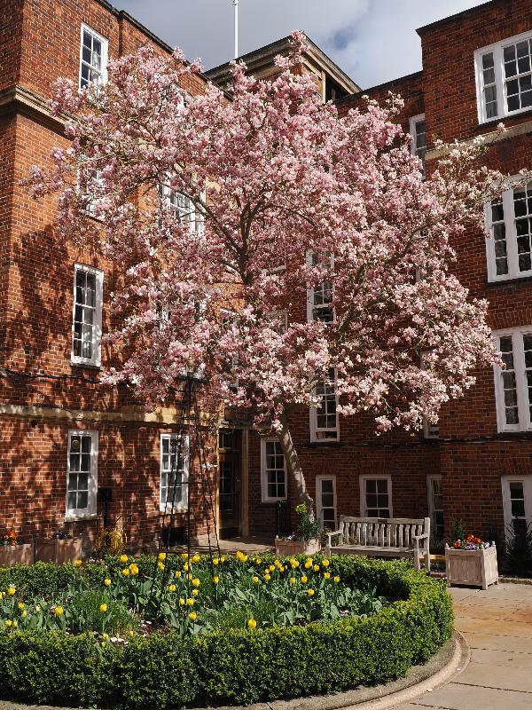 Cambridge, England: St Catharine's College: Magnolia