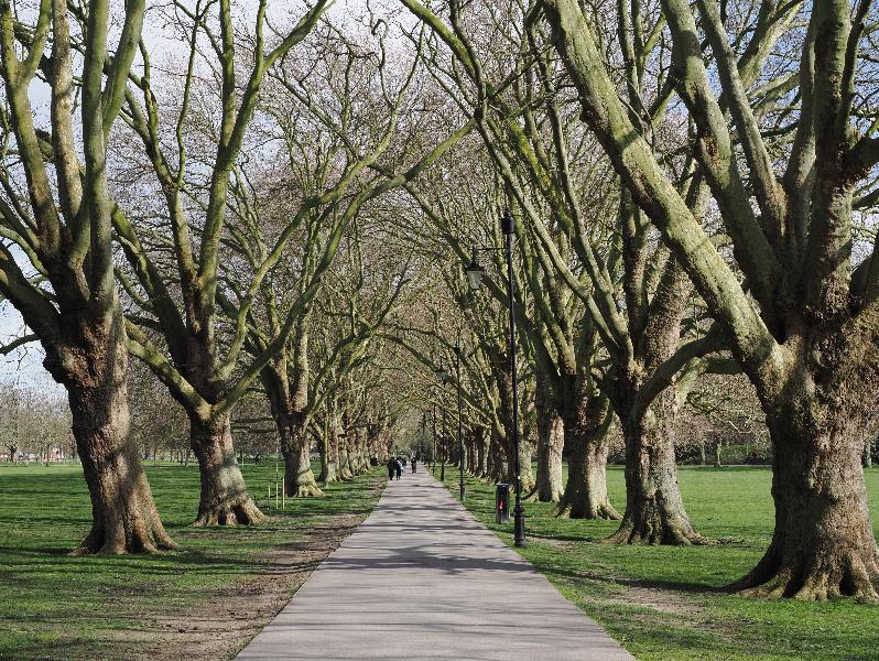 Cambridge, England: Jesus Green: Plane trees, early Spring