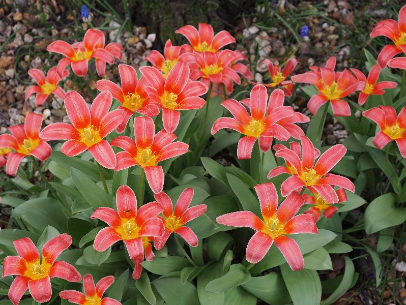 Cambridge, England: Roseford Road: tulips
