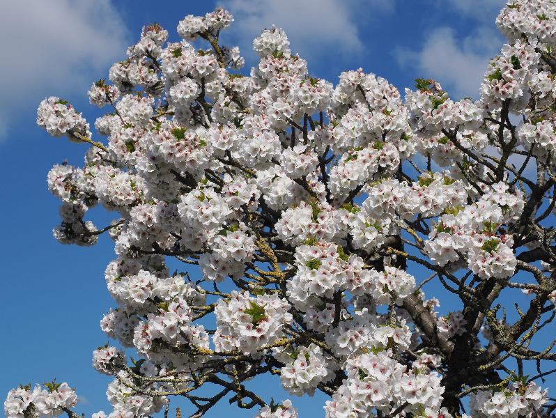 Cambridge, England: Roseford Road: cherry tree blossoms