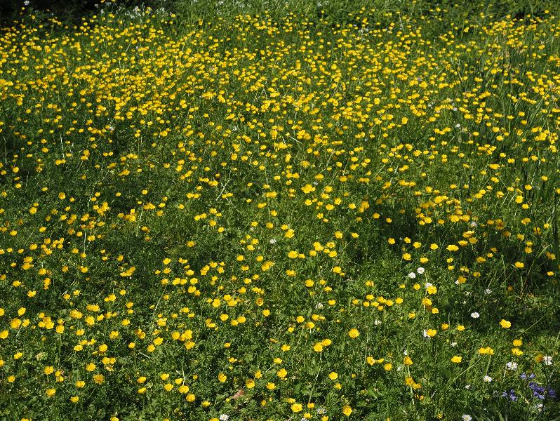 Cambridge, England: Sidney Sussex College: Cloister Court, buttercups