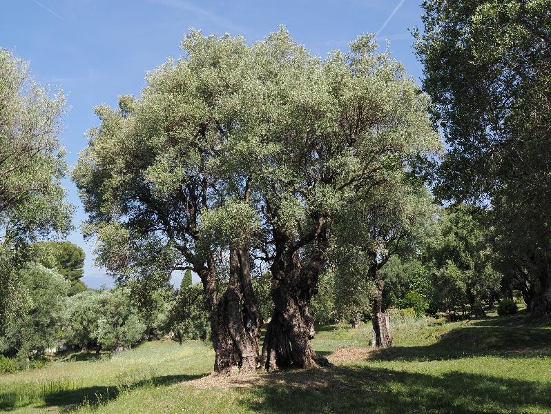 Cagnes-sur-Mer, France: Musee Renoir: old olive tree