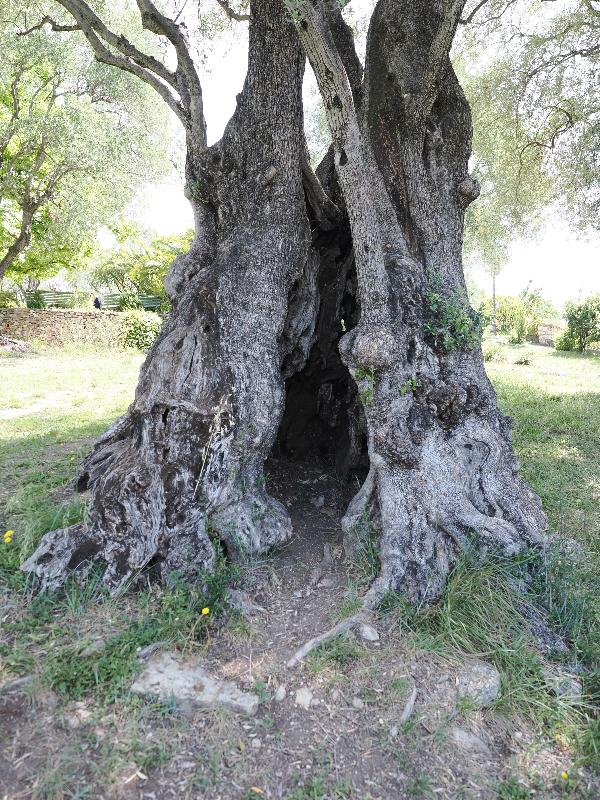 Cagnes-sur-Mer, France: Musee Renoir: old olive tree