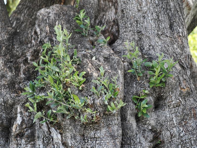 Cagnes-sur-Mer, France: Musee Renoir: young growth on old olive tree
