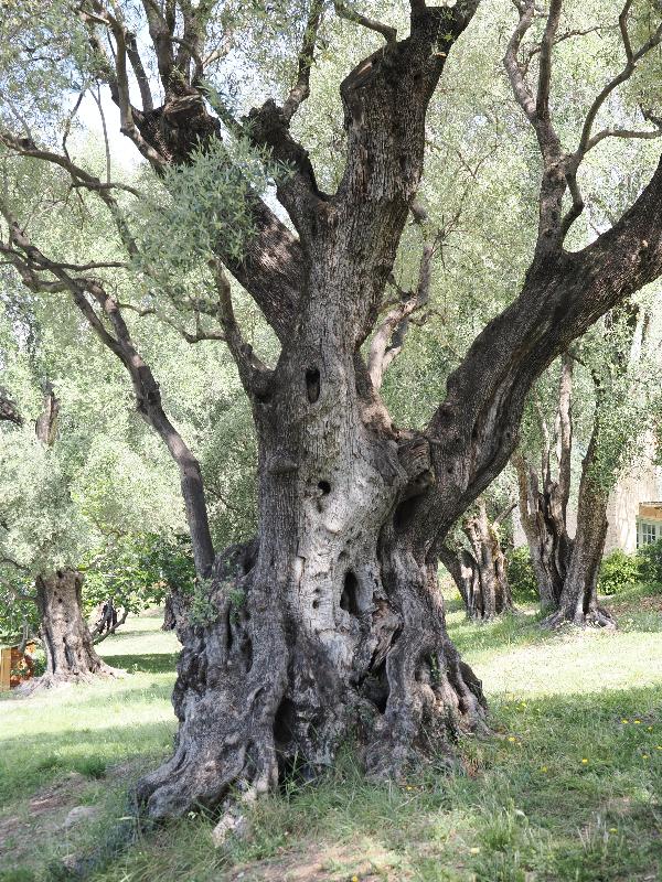Cagnes-sur-Mer, France: Musee Renoir: old olive tree