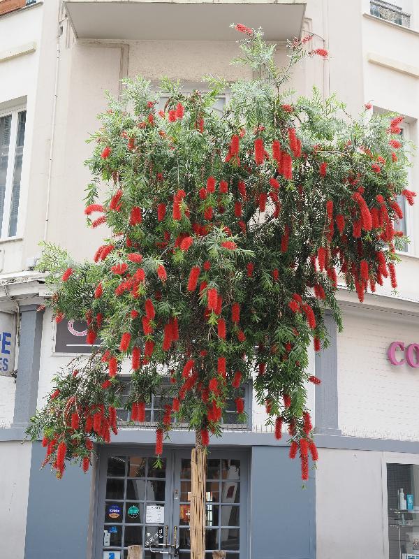 Nice, France: Rue de Belgique and Rue d'Angleterre: Bottlebrush