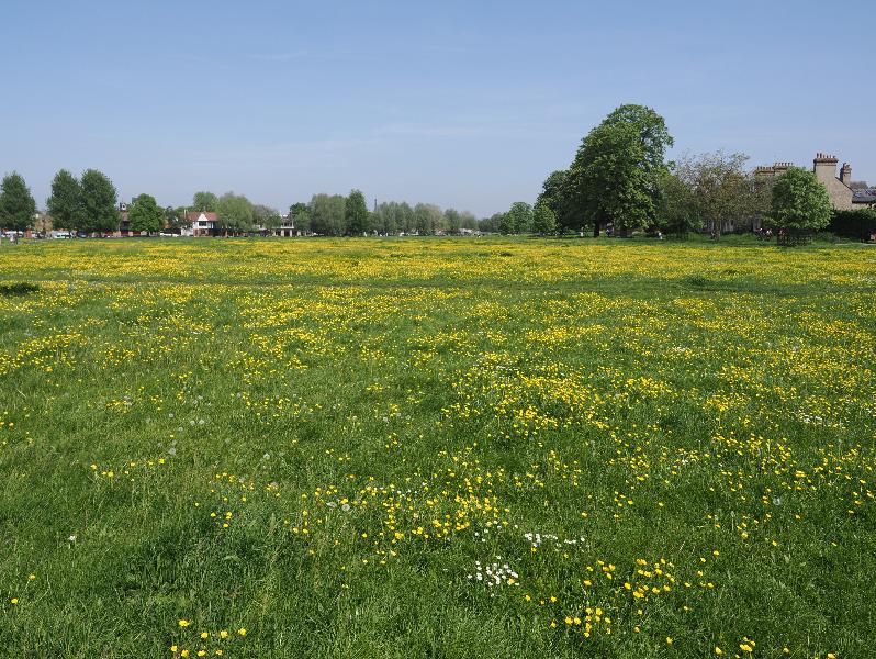 Cambridge, England: Midsummer Common: buttercups