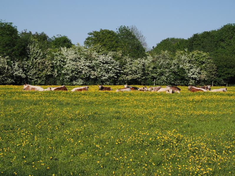 Cambridge, England: Coldham's Common: buttercups (with cows)