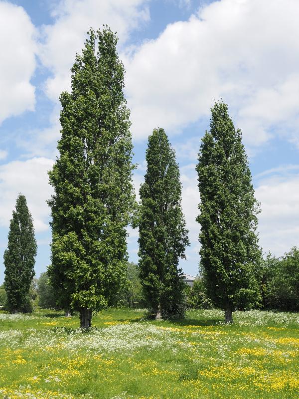Cambridge, England: Sheep's Green: Poplar trees