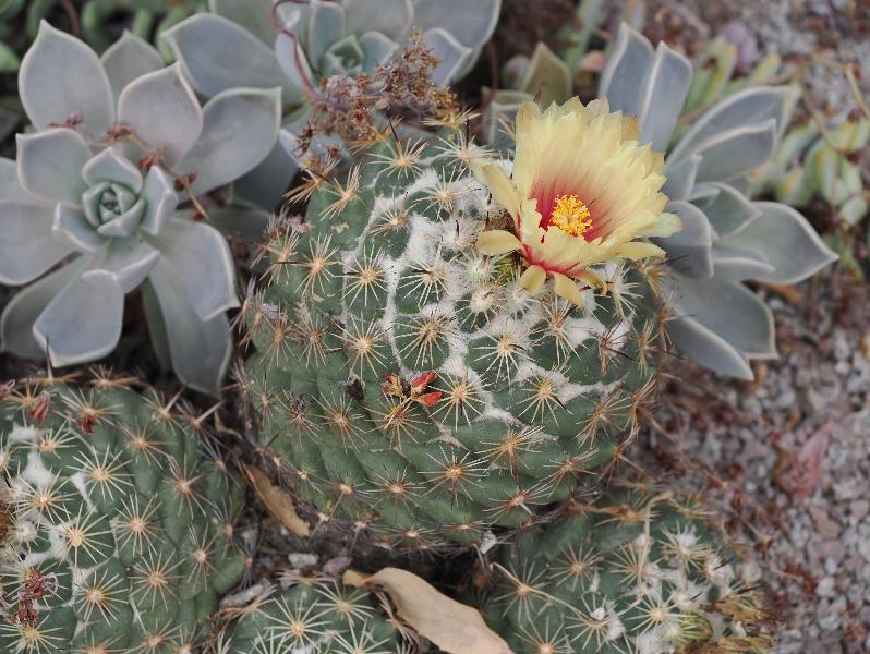 Cambridge, England: Botanic Garden: Coryphantha cornifera (Rhinoceros Cactus)
