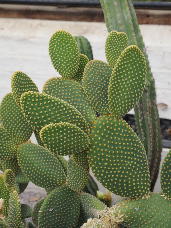 Cambridge, England: Botanic Garden: Opuntia microdasys (Bunny ears cactus)