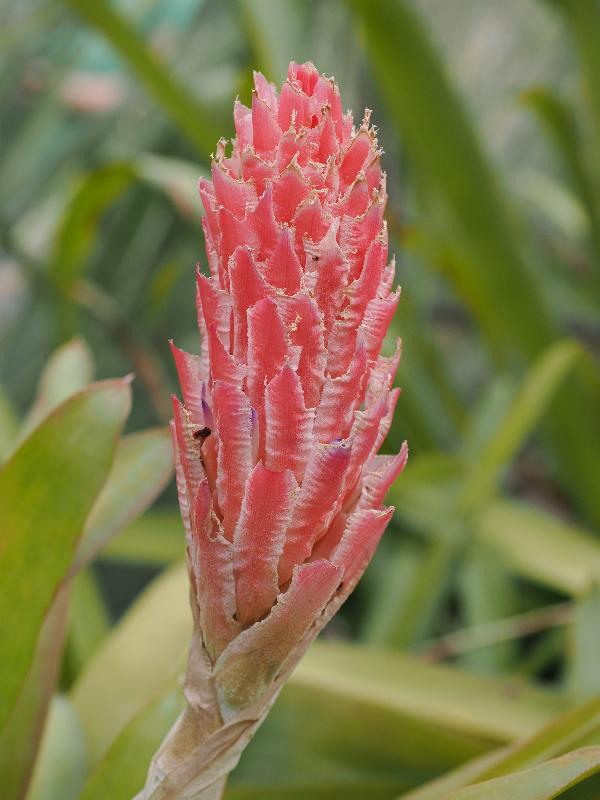 Cambridge, England: Botanic Garden: Quesnelia aff. Quesneliana