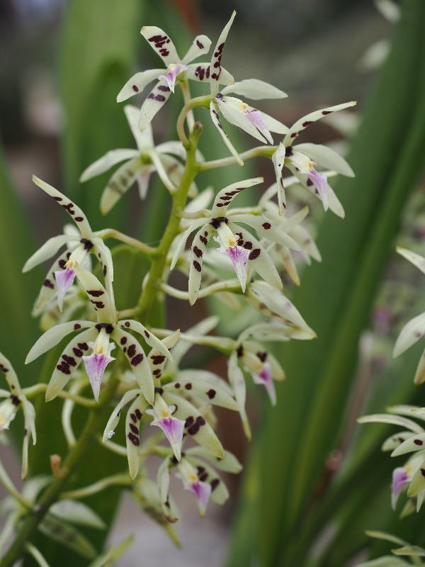 Cambridge, England: Botanic Garden: Prosthechea prismatocarpa