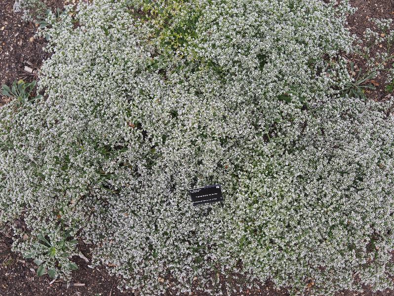 Cambridge, England: Botanic Garden: Goniolimon incanum (Sea lavender)