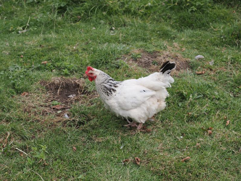 Wimpole, England: Wimpole Estate: hen roaming outside