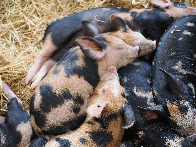 Wimpole, England: Wimpole Estate: young female pigs (Berkshire x Oxford)