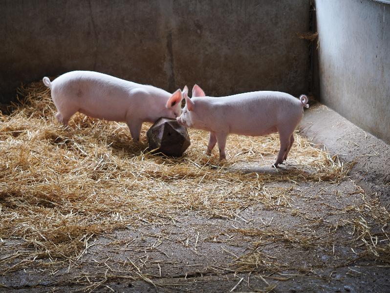Wimpole, England: Wimpole Estate: young female pigs (Berkshire + Middle White x Oxford Sandy + Black) playing with decagon ball