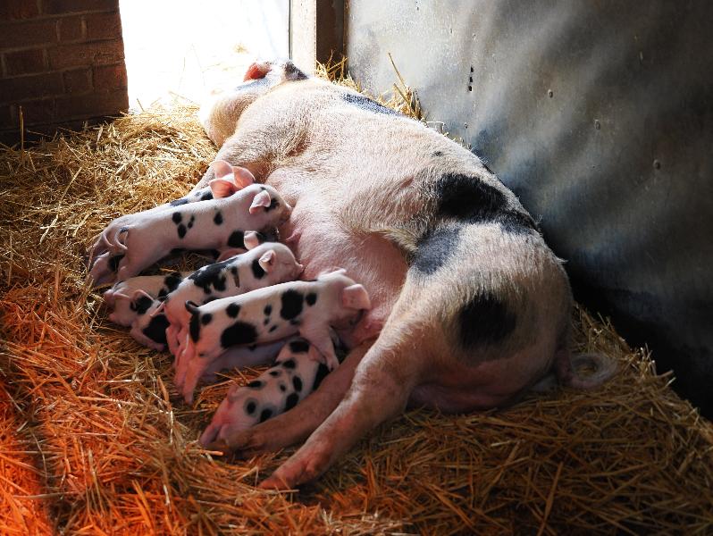 Wimpole, England: Wimpole Estate: suckling piglets (Gloucester Old Spot)