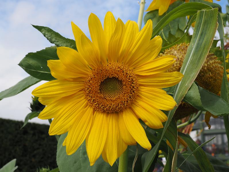 Wimpole, England: Wimpole Estate: sunflower