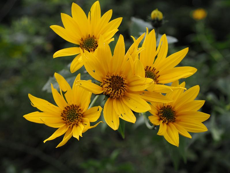 Cambridge, England: Roseford Road: Jerusalem artichoke flower