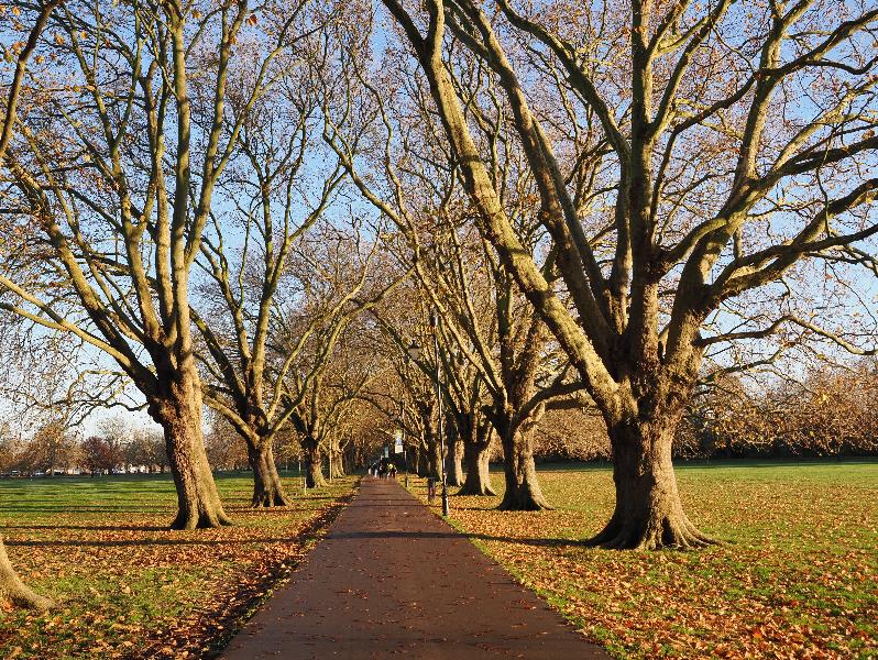 Cambridge, England: Jesus Green: Plane trees, late afternoon sun