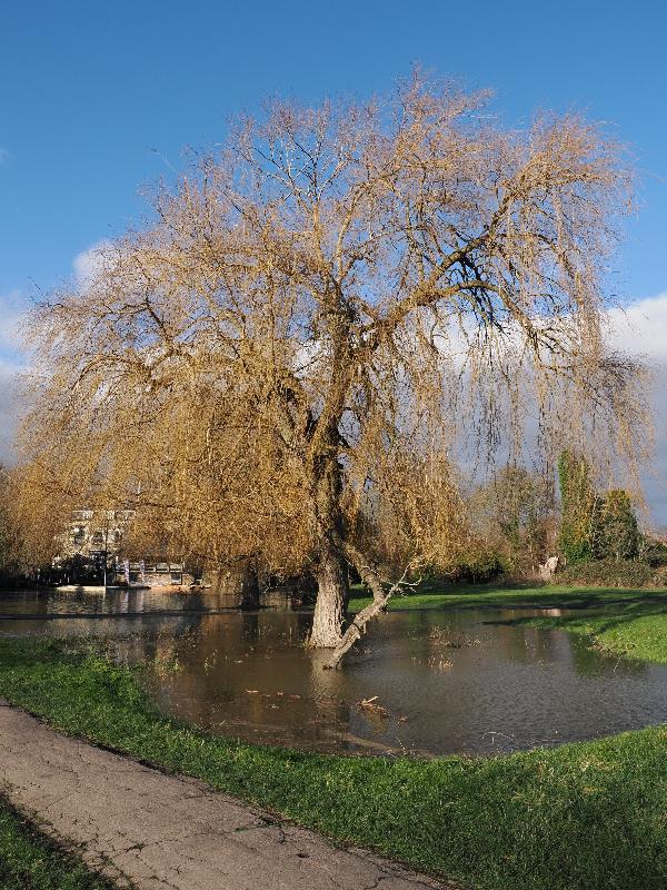 Cambridge, England: Sheep's Green: willow tree in water