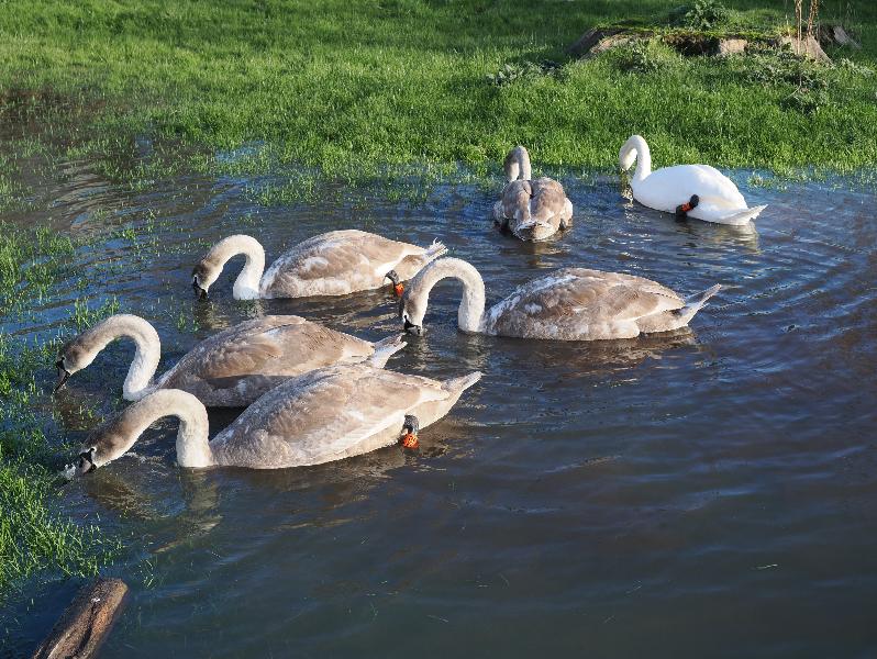 Cambridge, England: Sheep's Green: happy swans eating in the temporary pond