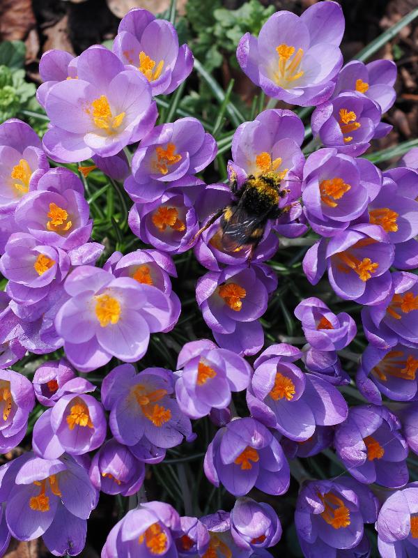Cambridge, England: Queen's Road: bumblebee on crocuses