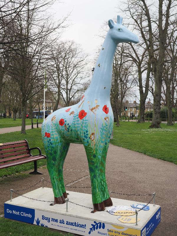 Cambridge, England: Christ's Pieces: Poppy (Gina Gelder)