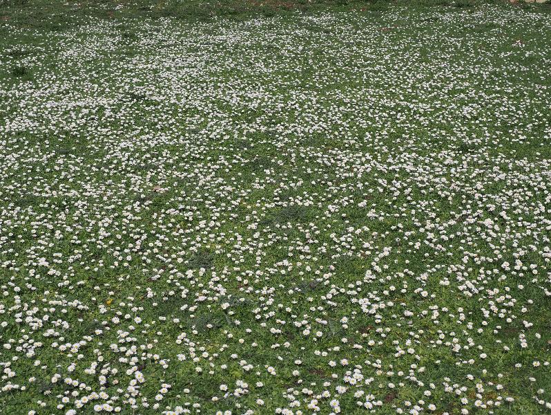 Landbeach, England: Emmaus: daisies