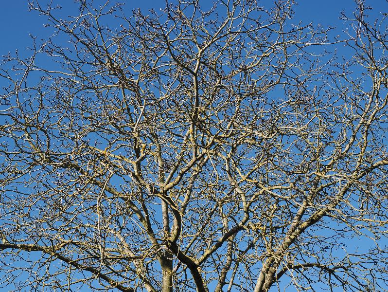 Cambridge, England: Roseford Road: walnut tree