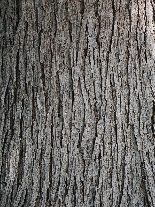 Dallas, Texas (TX): Dallas Arboretum & Botanical Gardens: Triumph Elm (Ulmus 'Morton Glossy')