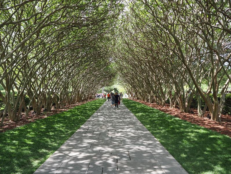 Dallas, Texas (TX): Dallas Arboretum & Botanical Gardens: Crape Myrtle Allee