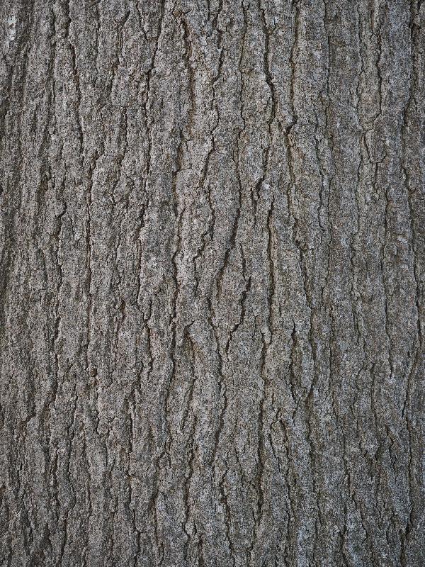 Dallas, Texas (TX): Dallas Arboretum & Botanical Gardens: Shumard Red Oak (Quercus shumardii)