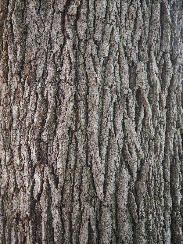 Dallas, Texas (TX): Dallas Arboretum & Botanical Gardens: Live Oak (Quercus virginiana)