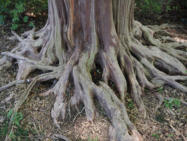 Dallas, Texas (TX): Dallas Arboretum & Botanical Gardens: Crape Myrtle (Lagerstroemia indica) roots