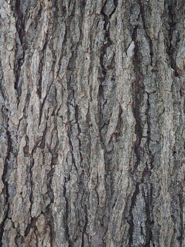 Dallas, Texas (TX): Dallas Arboretum & Botanical Gardens: Bur Oak (Quercus macrocarpa)