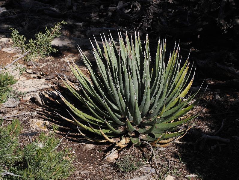 Grand Canyon Village, Arizona (AZ): Trailview Overlook: Utah Agave (Agave utahensis)