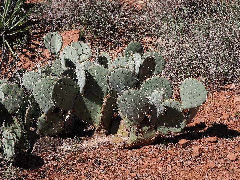 Sedona, Arizona (AZ): Chapel of the Holy Cross: Prickly Pear Cactus