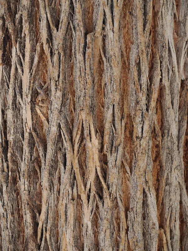 Rimrock, Arizona (AZ): Montezuma Well: Velvet Ash (Fraxinus velutina)