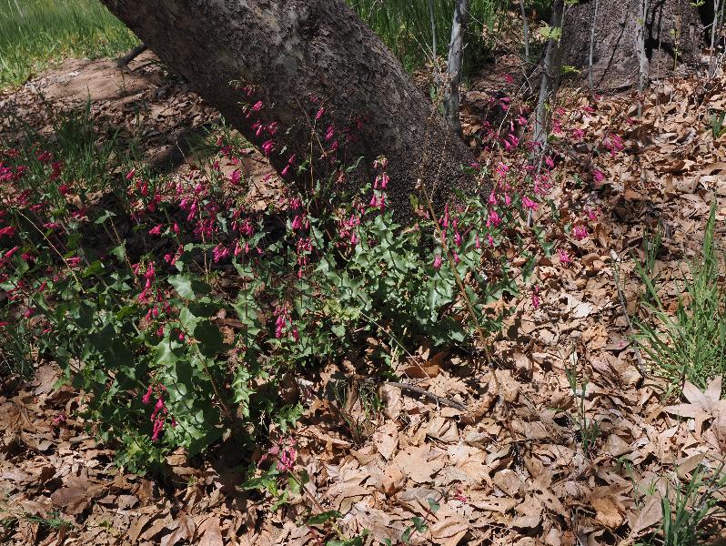 Camp Verde, Arizona (AZ): Montezuma Castle National Monument: Desert beardtongue (Penstemon pseudospectabilis)