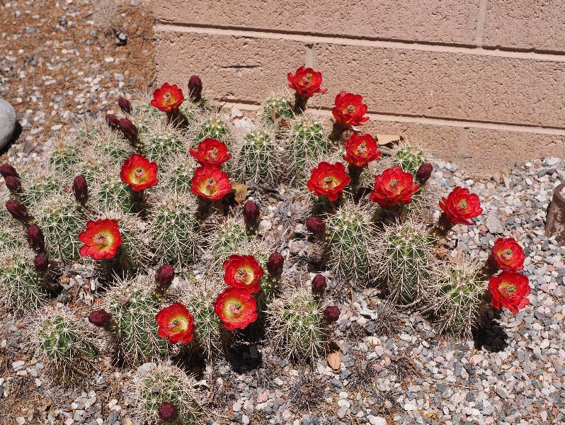 Camp Verde, Arizona (AZ): Montezuma Castle National Monument: Claret cup cactus, Scarlet hedgehog cactus (Echinocereus coccineus)
