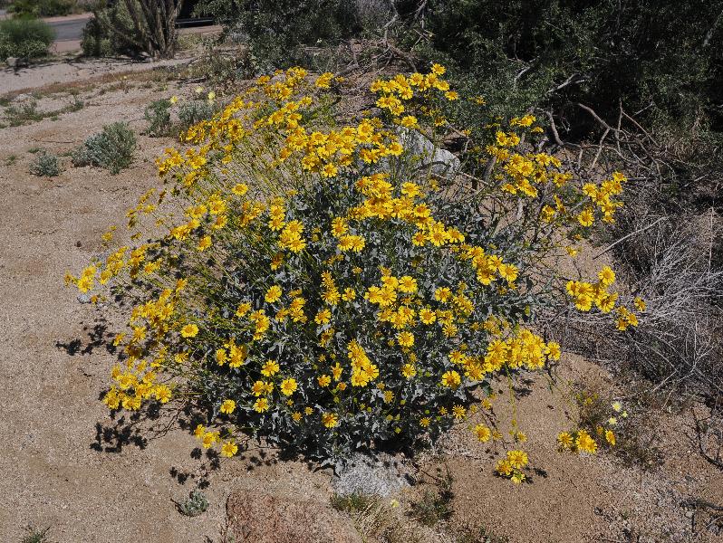 Joshua Tree National Park, California (CA): Bajada Nature Trailhead: Brittlebush (Encelia farinosa) (?)