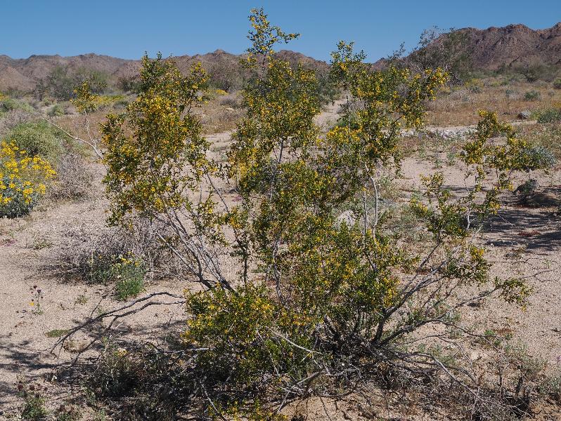 Joshua Tree National Park, California (CA): Bajada Nature Trailhead: Creosote Bush (Larrea tridentata)